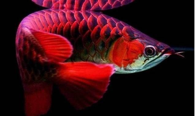 紅龍魚(yú)顏色變深怎么回事：紅龍魚(yú)的顏色變化可能由多種因素引起，紅龍魚(yú)顏色變深怎么回事 龍魚(yú)百科 第1張