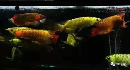 龍魚風水區(qū)分圖：龍魚風水區(qū)分圖對不起我無法提供“龍魚風水區(qū)分圖”