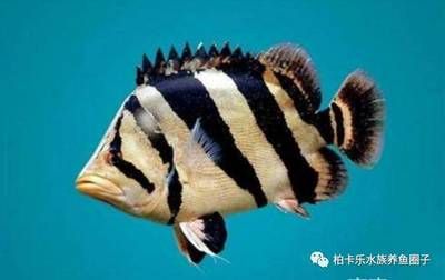 虎魚要天天喂嗎怎么喂：虎魚的喂養(yǎng)頻率并不是每天都需要喂食，而是需要根據(jù)生活習(xí)慣來(lái)確定 虎魚百科 第2張