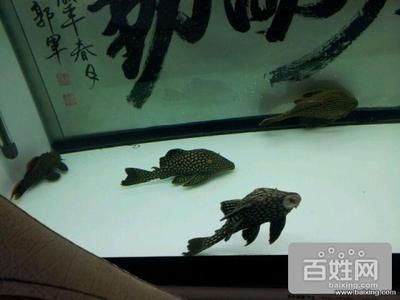 巴南哪里有魚缸賣的地方?。褐貞c巴南區(qū)魚缸銷售 魚缸百科 第1張