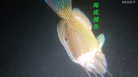 虎魚湯的功效與作用：虎魚湯對(duì)女性來說是一種營養(yǎng)豐富的食療功效與作用