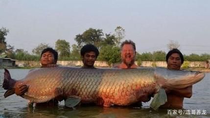 世界最大龍魚有多重：世界上最大的龍躉魚體重超過1500kg，體重超過1500kg 龍魚百科 第1張