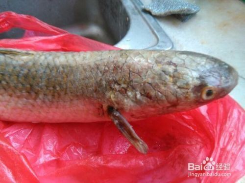 除了清道夫還有什么魚可以清理魚缸：如何選擇合適的清潔魚缸？ 魚缸百科 第1張