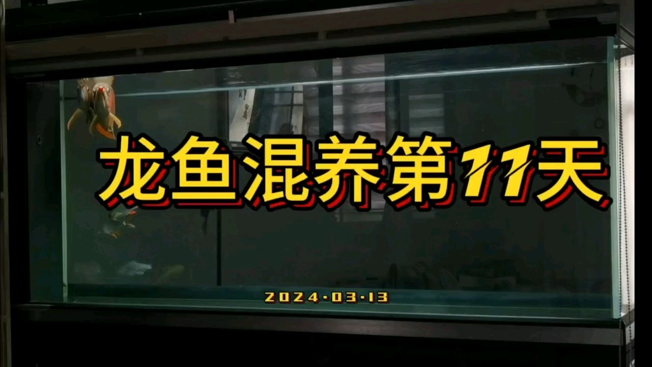 雙龍混養(yǎng)第11天
又被秀了一波狗糧：雙龍混養(yǎng)第11天,又被秀了一波狗糧,村口一蹲評論：漂亮