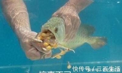 金龍魚換水的正確方法：金龍魚換水的正確方法和注意事項 龍魚百科 第2張