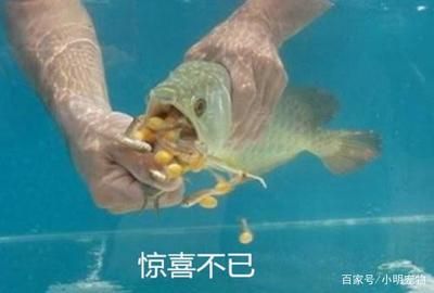 金龍魚換水的正確方法：金龍魚換水的正確方法和注意事項 龍魚百科 第3張