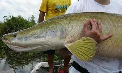 巨龍魚是什么魚類的一種魚：世界上最大的淡水魚——巨龍魚 龍魚百科 第2張