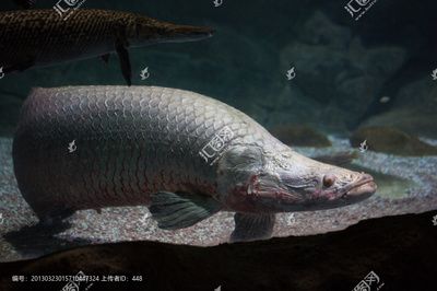 巨龍魚是什么魚類的一種魚：世界上最大的淡水魚——巨龍魚 龍魚百科 第1張