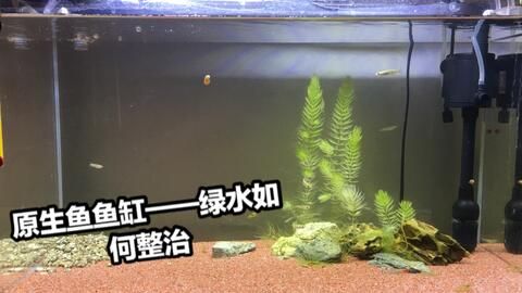 魚(yú)缸養(yǎng)魚(yú)的常見(jiàn)病癥：常見(jiàn)的魚(yú)類(lèi)病癥及其治療方法