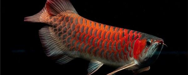 紅龍魚養(yǎng)幾條合適：紅龍魚養(yǎng)幾條合適呢？