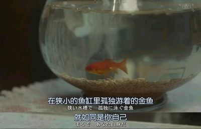 豆瓣魚缸完整版：關(guān)于豆瓣魚缸的詳細(xì)信息 魚缸百科 第4張