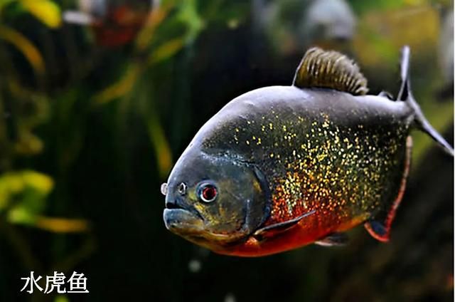 虎魚會(huì)咬其他魚嗎：虎魚有咬其他魚的習(xí)慣嗎？ 虎魚百科 第1張