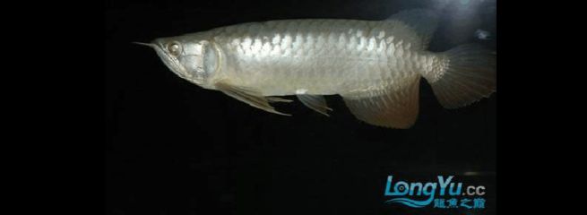 龍魚(yú)常見(jiàn)疾病與治療方案圖：十—二十公分的幼魚(yú)身上的立鱗病療法