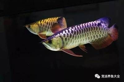 龍魚(yú)常見(jiàn)疾病與治療方案圖：十—二十公分的幼魚(yú)身上的立鱗病療法