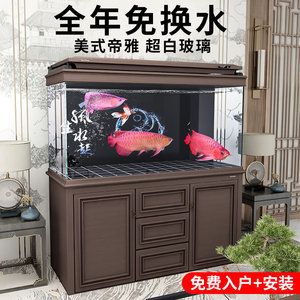 龍魚進(jìn)缸多久可以換水 龍魚百科 第1張