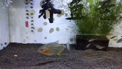 虎魚老蹭缸：為什么虎魚老蹭缸 虎魚百科 第1張