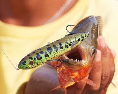 虎魚吃蝦嗎：喂食虎皮魚時需要注意衛(wèi)生和安全問題，虎魚吃蝦需要注意 虎魚百科 第2張