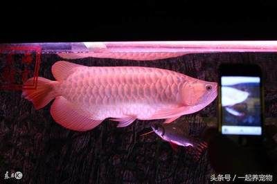 龍魚胃袋什么樣子：龍魚吐出的胃袋像乒乓球一樣大，可能是它們的身體健康存在問題