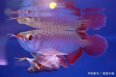 龍魚品級劃分圖解：龍魚品品品級劃分圖解