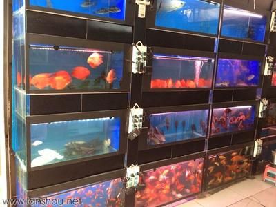 魚市常見觀賞魚：魚市中常見的幾種觀賞魚 魟魚百科 第3張