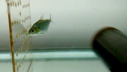 虎魚掉色：虎魚掉色可能是由于多種因素引起的 虎魚百科 第2張