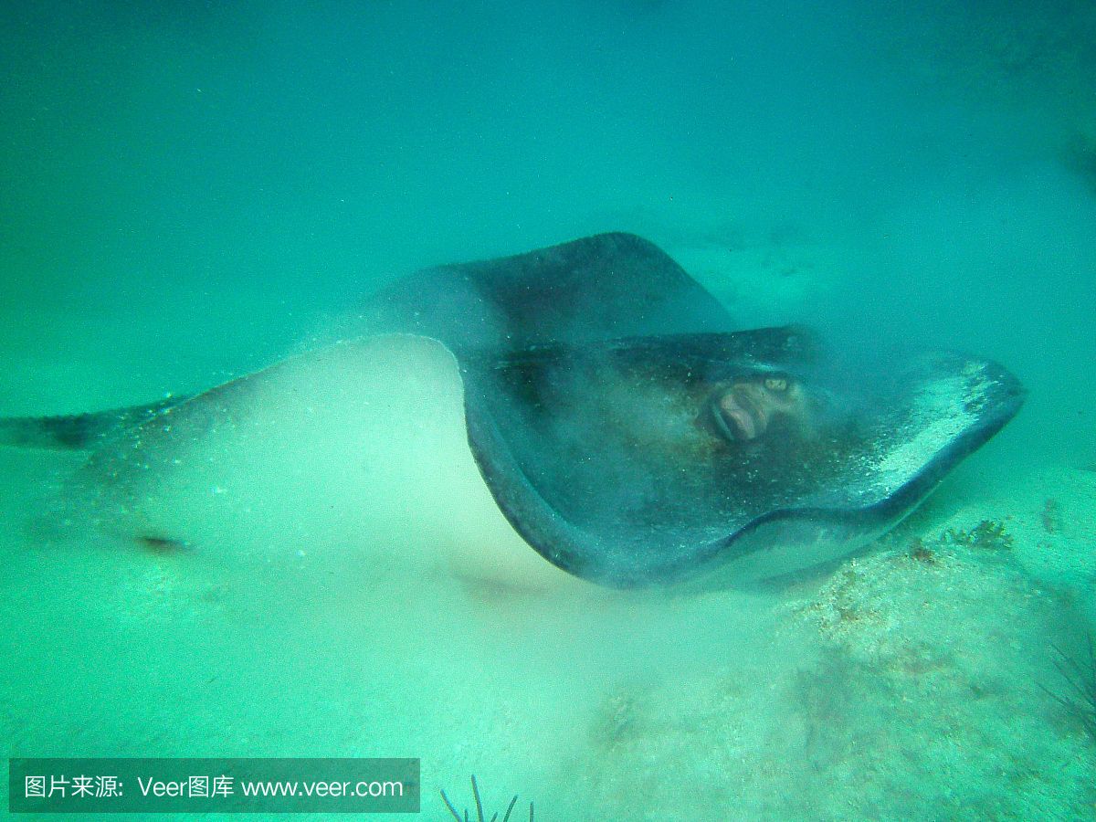 魟魚(yú)多長(zhǎng)時(shí)間不吃東西會(huì)死掉：魟魚(yú)不吃東西會(huì)死掉嗎 魟魚(yú)百科 第2張