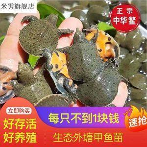 龍魚吃飼料又吐出來怎么辦：龍魚吃飼料后吐出來怎么辦