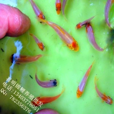 小龍魚苗一天喂幾次合適：小龍魚一天喂幾次合適 龍魚百科 第2張