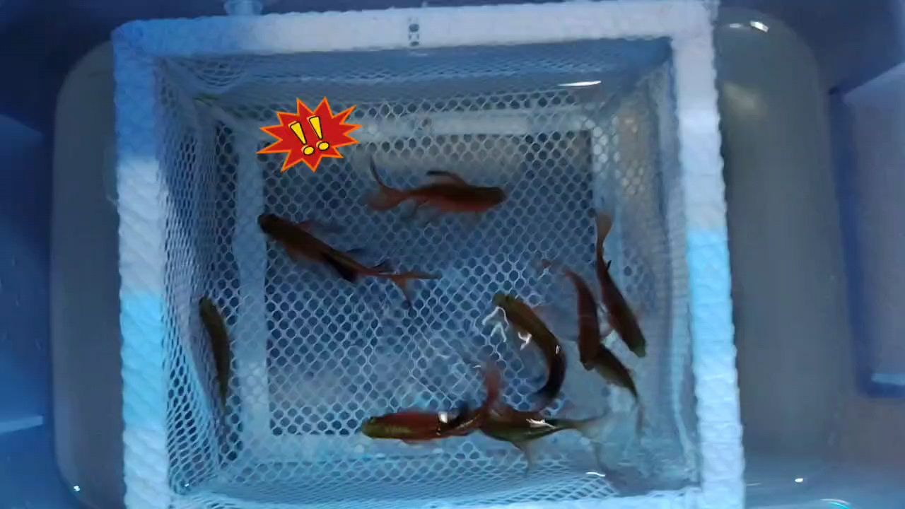 魟魚(yú)能跟七彩混養(yǎng)嗎：魟魚(yú)和七彩神仙魚(yú)可以混養(yǎng)嗎[需手動(dòng)填充]魚(yú)和七彩神仙魚(yú)能混養(yǎng)嗎