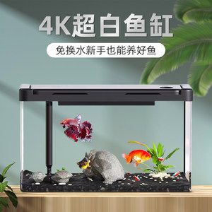 白魚缸養(yǎng)什么魚好看：適合在白色魚缸中飼養(yǎng)的幾種魚類 魚缸百科 第3張