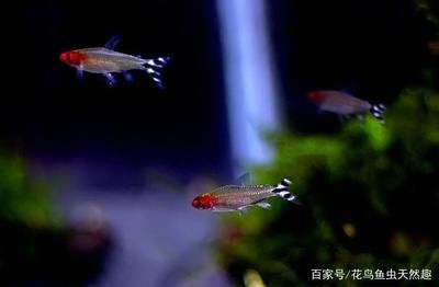 比較好養(yǎng)觀賞魚的魚缸品種：如何選擇一個(gè)適合自己的魚缸