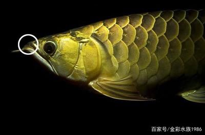 怎樣辨別金龍魚：怎樣鑒別金龍魚