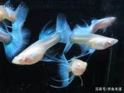 斗魚用大魚缸飼養(yǎng)好不好：斗魚的飼養(yǎng)技巧 魚缸百科 第4張