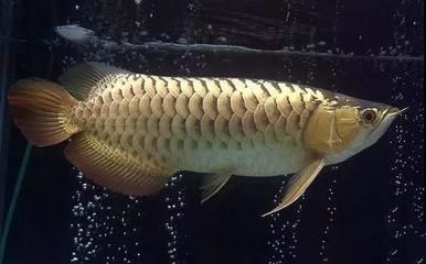 提高龍魚食欲的方法：如何提高龍魚的食欲 龍魚百科 第1張