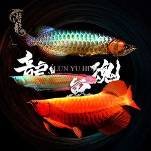 最大的金龍魚水墨畫：最大的金龍魚水墨畫《金龍魚》國畫作品和相關(guān)知識 龍魚百科 第2張