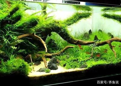 大型觀賞魚缸造景：魚缸造景一般分為以下幾個(gè)步驟魚缸造景的步驟和步驟 魚缸百科 第3張