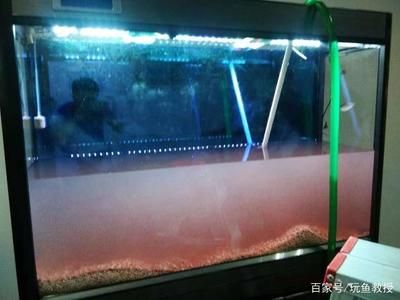 大型魚缸糞便怎么清理：如何清理大型魚缸糞便 魚缸百科 第1張