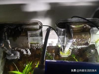 大型魚缸糞便怎么清理：如何清理大型魚缸糞便 魚缸百科 第3張