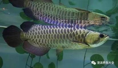 龍魚沉底不吃東西能活多久：龍魚沉底不吃東西能活多久，龍魚沉底不吃東西活多久 龍魚百科 第3張