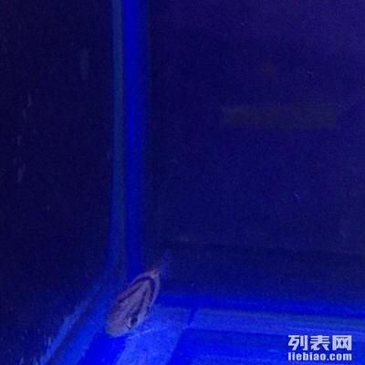 虎魚(yú)買幾條合理一點(diǎn)的：虎魚(yú)買幾條合適 虎魚(yú)百科 第2張