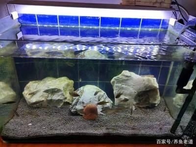 大型魚(yú)缸除藻最佳方法：大型魚(yú)缸除藻方法 魚(yú)缸百科 第3張