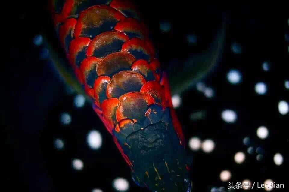 金龍魚(yú)鱗片發(fā)紅充血怎么辦：金龍魚(yú)鱗片發(fā)紅充血怎么辦金龍魚(yú)鱗片發(fā)紅充血怎么辦 龍魚(yú)百科