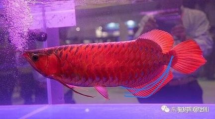 紅龍魚開燈多長時間能長大：紅龍魚開燈多長時間能長大呢？