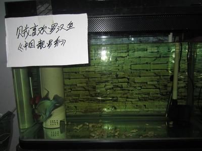 1.2米魚缸養(yǎng)羅漢魚：1.2米的魚缸養(yǎng)羅漢魚可行嗎？ 魚缸百科 第1張