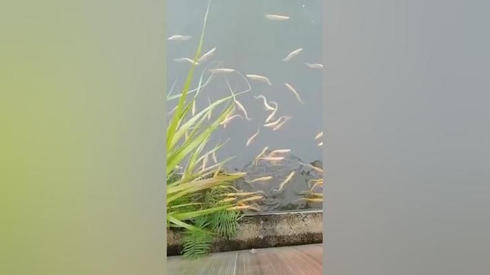 黃化白子魟魚：黃化白子魟魚具有很高的觀賞價值