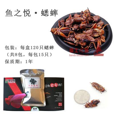 龍魚吃蜈蚣能增色嗎為什么：龍魚吃蜈蚣能增色嗎