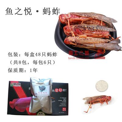 龍魚吃蜈蚣能增色嗎為什么：龍魚吃蜈蚣能增色嗎