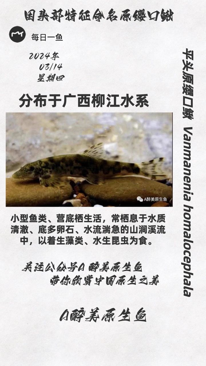 平頭原纓口鰍：分布在柳江水系 觀賞魚論壇