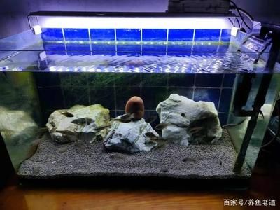 成品魚(yú)缸能改矮一點(diǎn)嗎？：成品魚(yú)缸改造技巧了解 魚(yú)缸百科 第1張