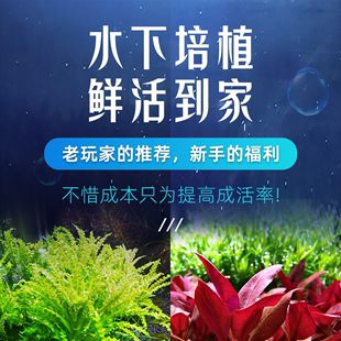 冬季魚缸水草培植：冬季魚缸水草的培植注意事項(xiàng) 魚缸百科 第1張